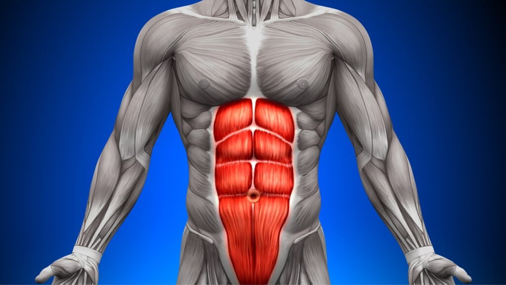 Anatomical illustration highlighting the rectus abdominis muscles targeted during core training and ab exercises Illustration of abdominal muscles highlighting the rectus abdominis